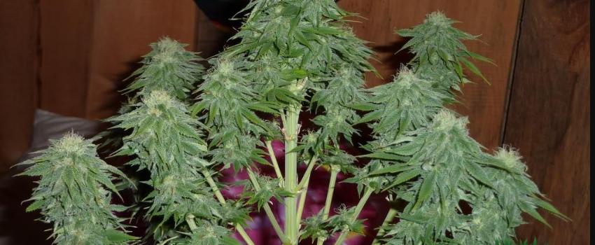 Hash_Plant_Medical