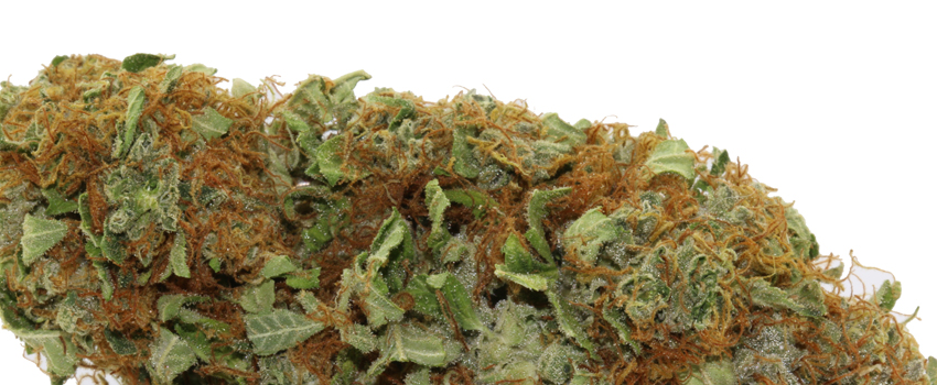 Haze_Medical