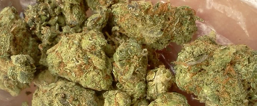 Mango_Medical