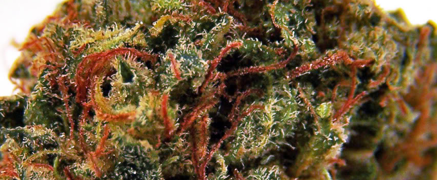 Mango Strain Effects