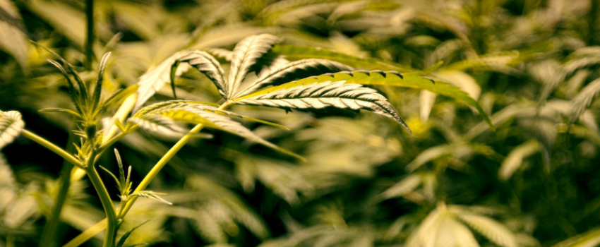 Medical_Marijuana