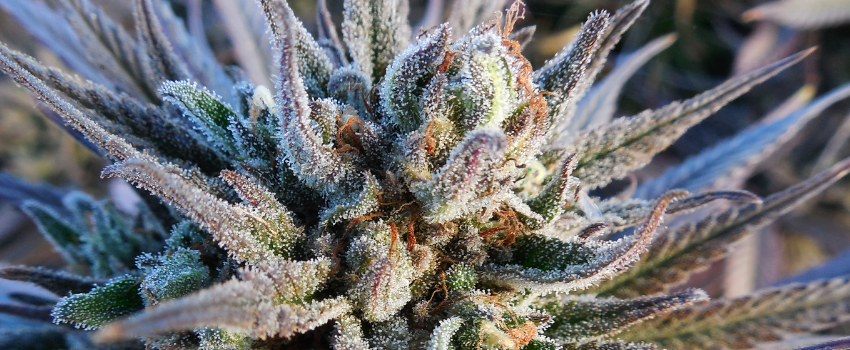 Phantom Cookies Flavors