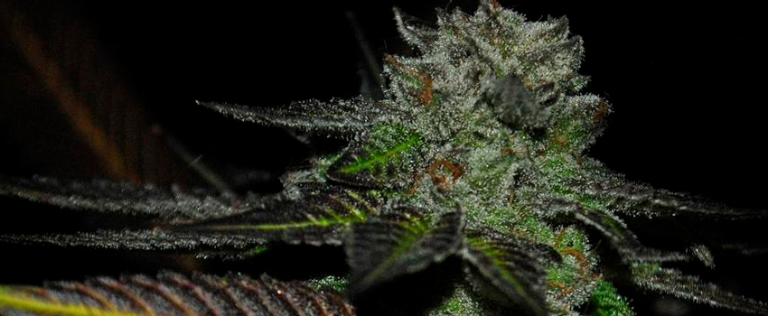 Phantom Cookies Growing