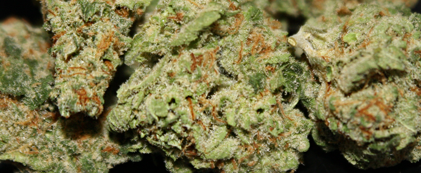 Pineapple_Medical