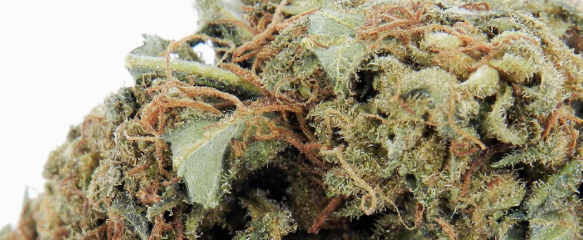 Pink Kush Flavors