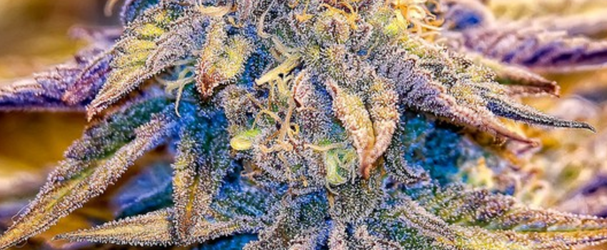 Purple_Wreck Adverse Reaction