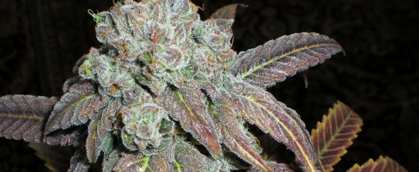 Purple_Wreck_Effects