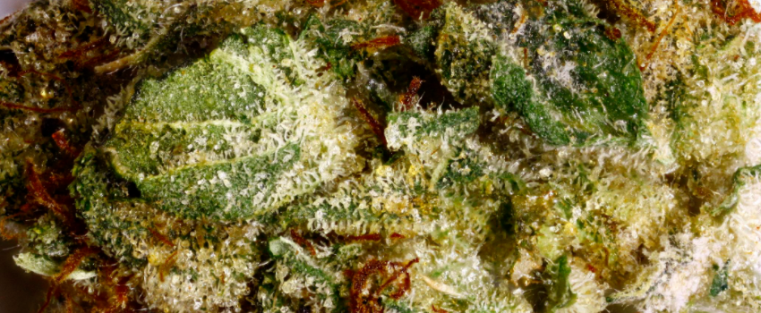 Purple_Wreck_Medical
