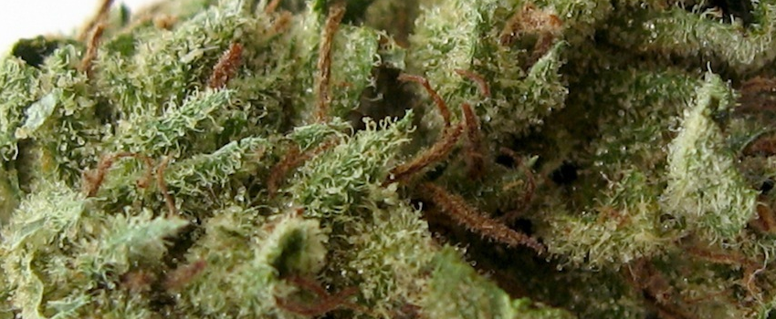 SFV_OG_Adverse_Reaction