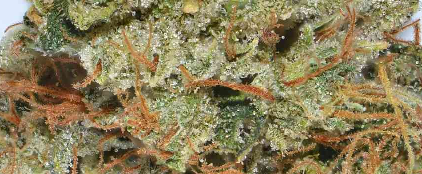 SFV_OG_Kush_Adverse_Reaction