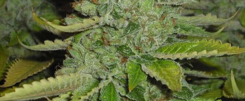 SFV_OG_Kush_Effects