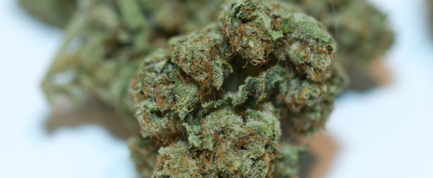 SFV_OG_Kush_Medical