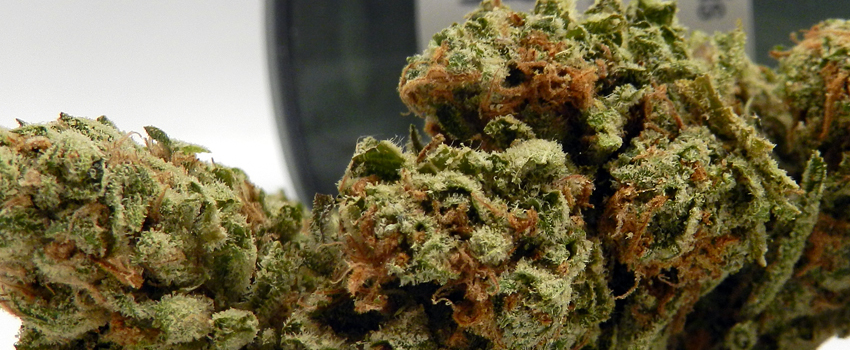 SFV_OG_Medical