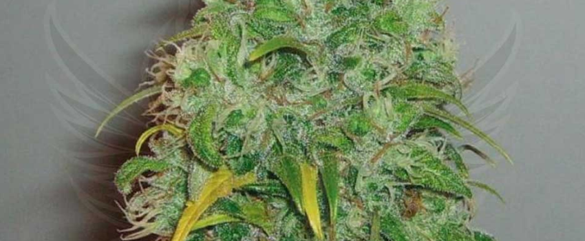 Skunk_#1_Growing