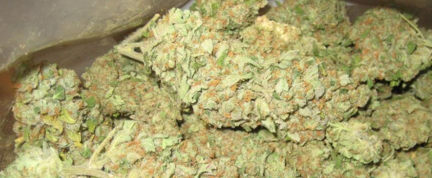 Skunk #1 Adverse Reaction