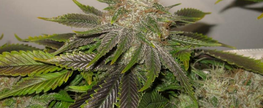 Strawberry_Banana_Medical