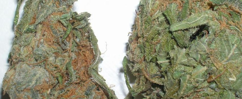 Strawberry_Kush_Adverse_Reaction