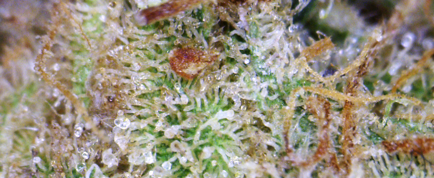 Strawberry_Kush_Effects