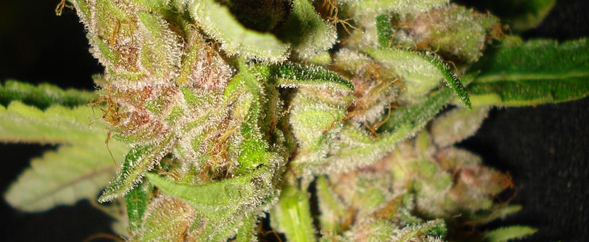 Strawberry_Kush_Medical
