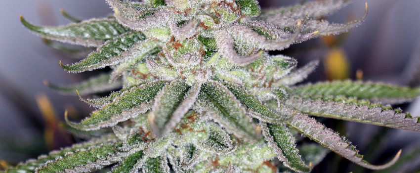 Tangerine_Flavors_001