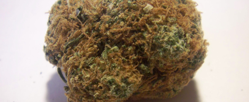 Tangerine_Medical