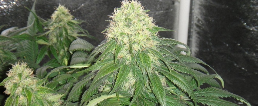 hash plant effects