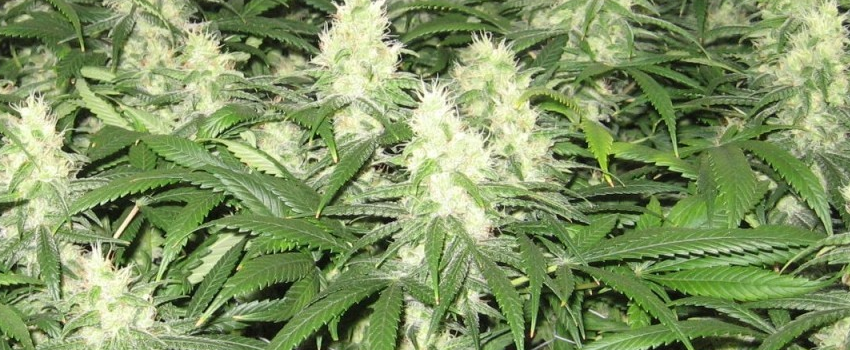 AK-48_Effects