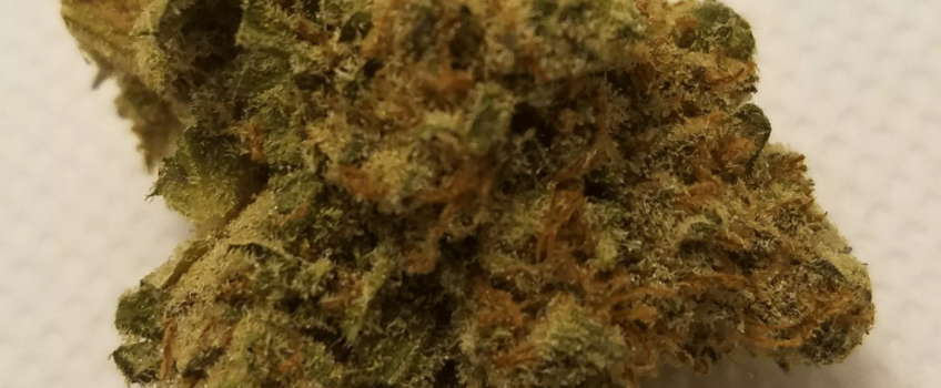 Allen_Wrench_Growing
