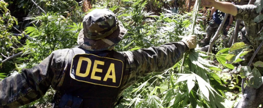 Breaking_Marijuana_Law