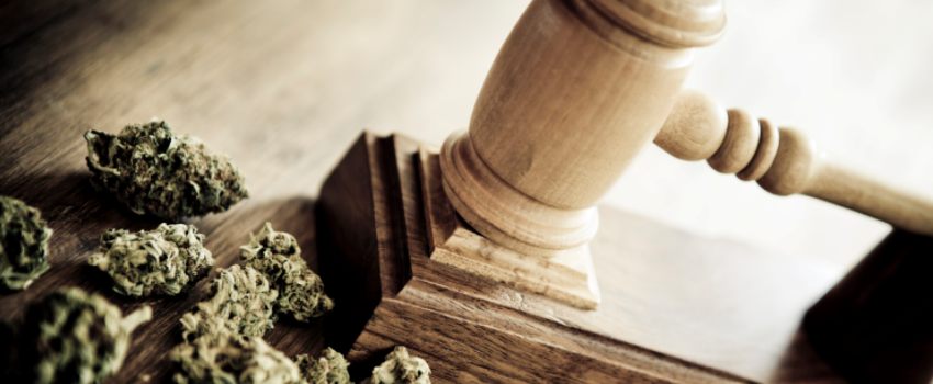 Breaking_the_Marijuana_Law