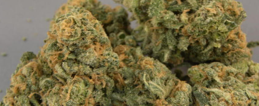 Champagne_Kush_Effects