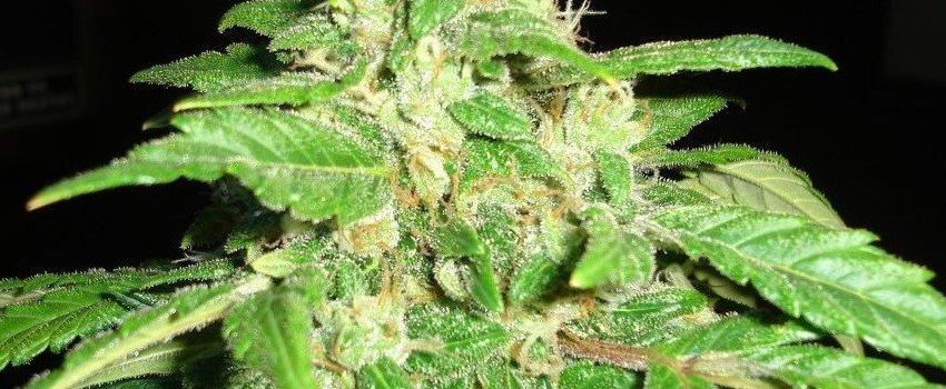 Champagne_Kush_Medical