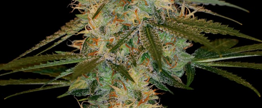 Chocolope_Kush_Adverse_Reaction