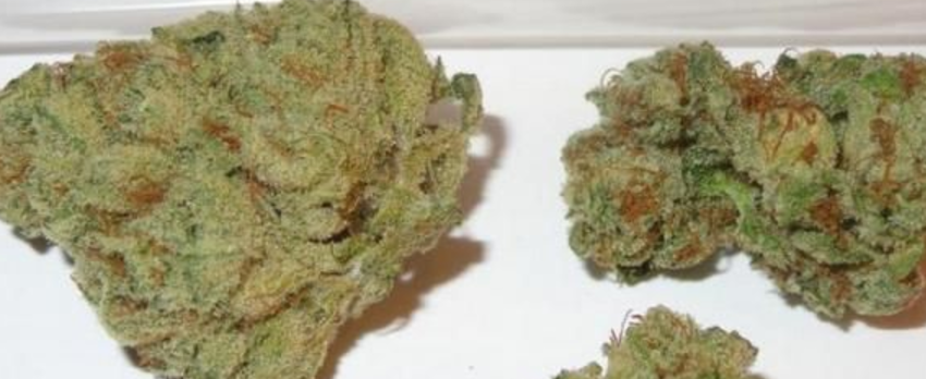 Chocolope_Kush_Medical