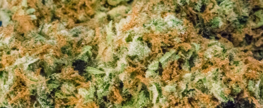 Green_Dream_Growing