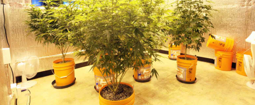 Growing and Manufacturing Marijuana