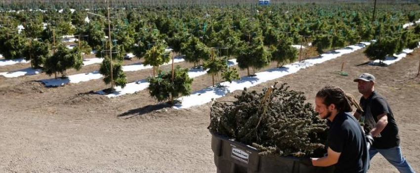 Growing_and_Manufacturing_Marijuana
