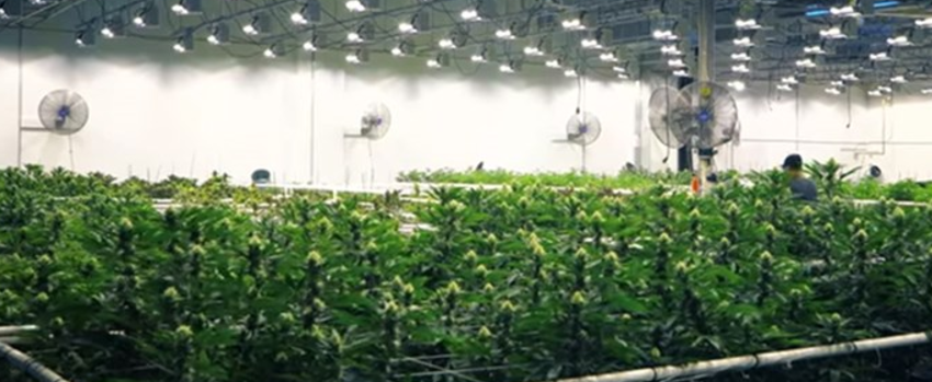 Growing_and_Manufacturing_Marijuana