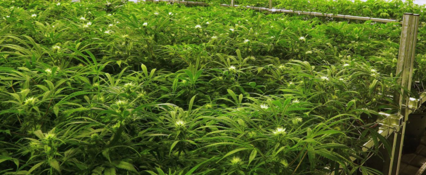 Growing_and_Manufacturing_Marijuana