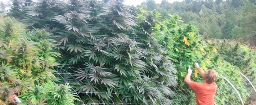 Growing_and_Manufacturing_Marijuana