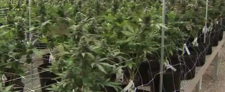 Growing_and_Manufacturing_Marijuana