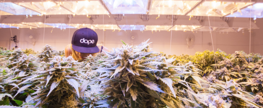 Growing_and_Manufacturing_Marijuana