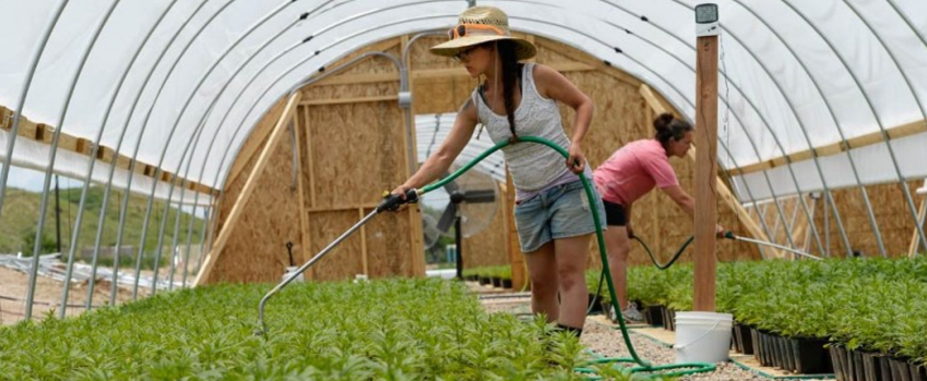 Growing_and_Manufacturing_Marijuana