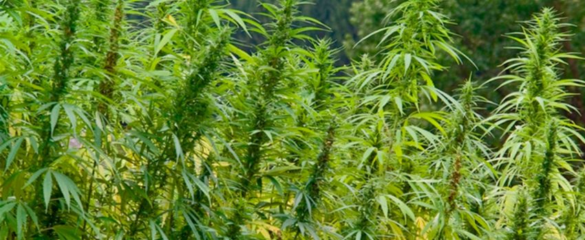 Growing_and_Manufacturing_Marijuana