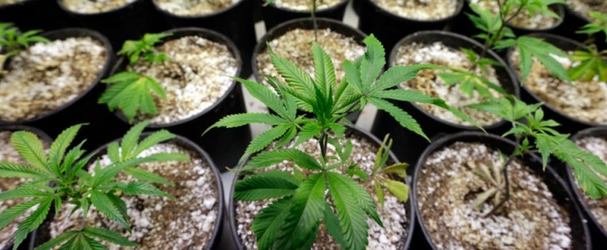 Growing_and_Manufacturing_Marijuana