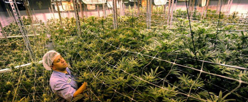 Growing_and_Manufacturing_Marijuana