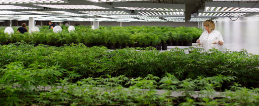 Growing_and_Manufacturing_Marijuana