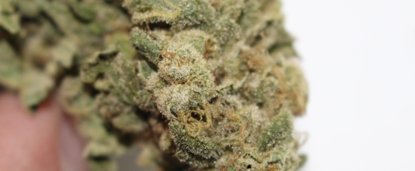 Hempstar_Adverse_Reaction