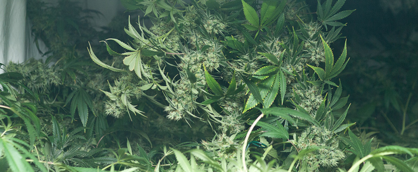 Hempstar_Medical