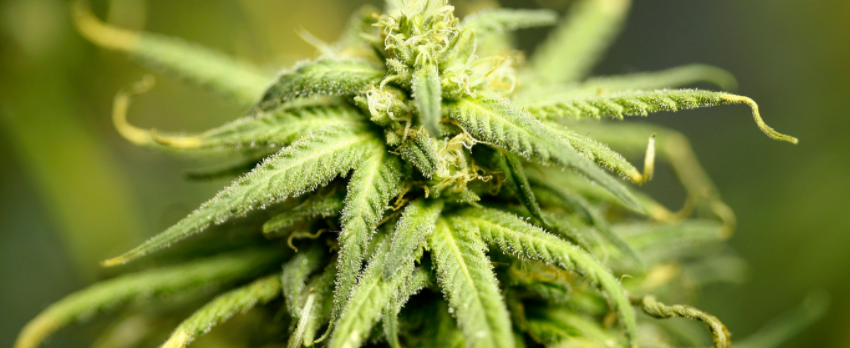 Marijuana